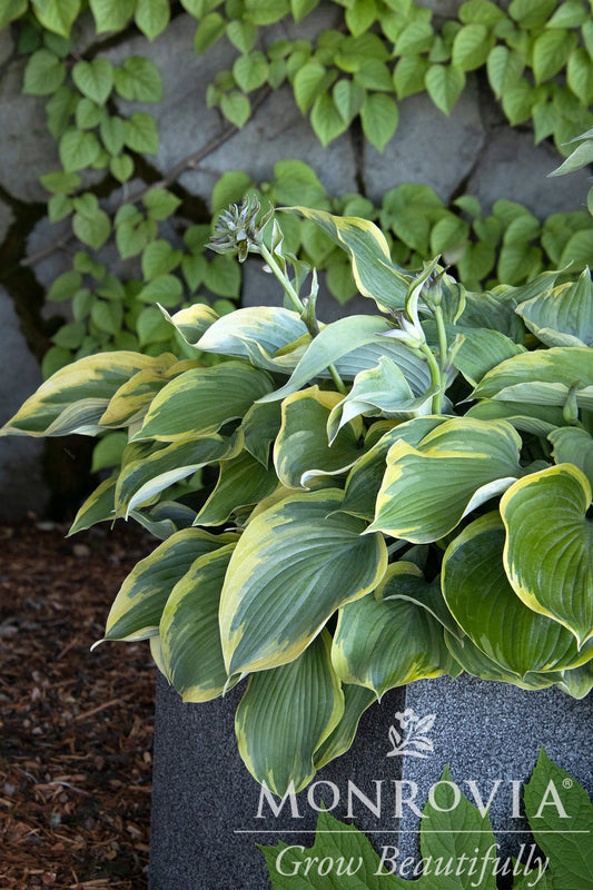 Hosta | Earth Angel Hosta - 1 Gallon