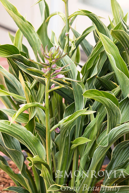 Hosta | Praying Hands Hosta