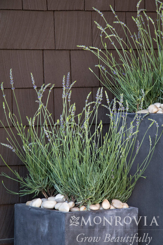 Lavandula | Phenomenal Lavender - 1 Gallon
