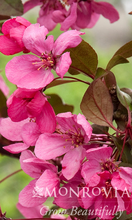 Malus | Royal Raindrops Crabapple - 10 Gallon