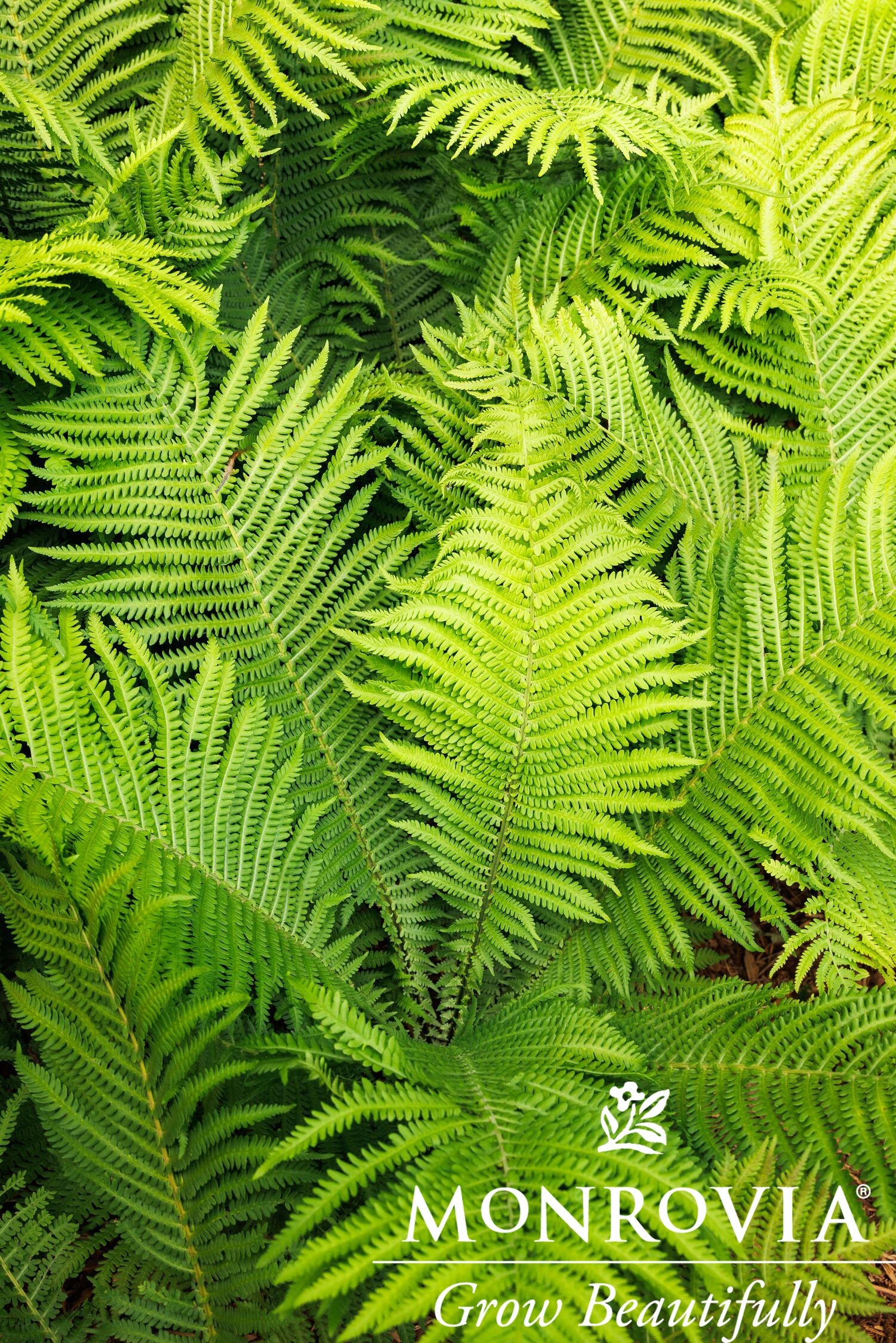 Matteuccia | The King Ostrich Fern - 1 Gallon - Berns Garden Center