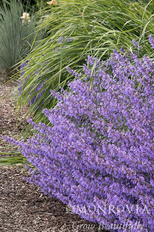 Nepeta | Junior Walker Catmint - 1 Gallon