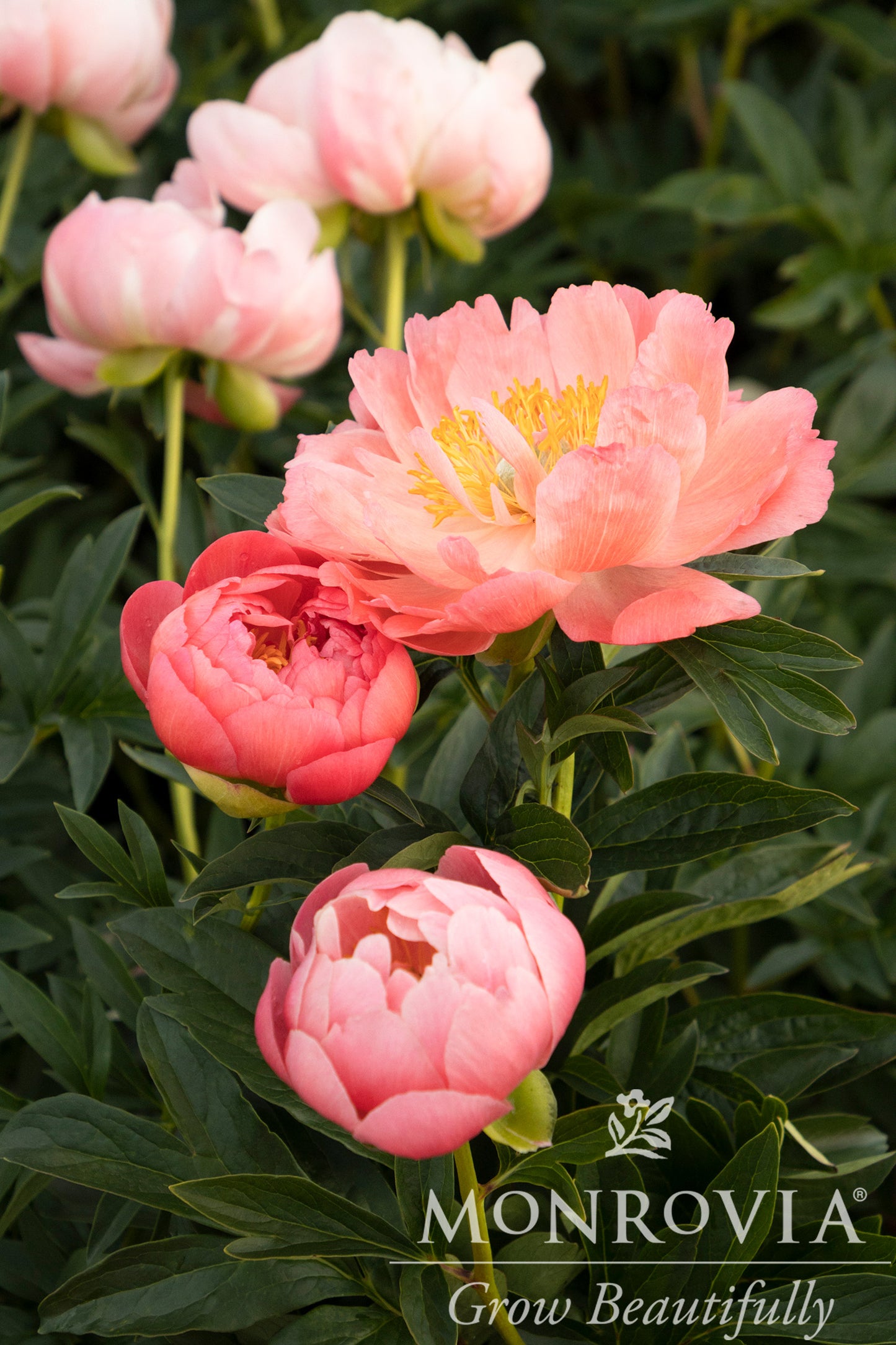 Paeonia | Pink Hawaiian Coral Garden Peony