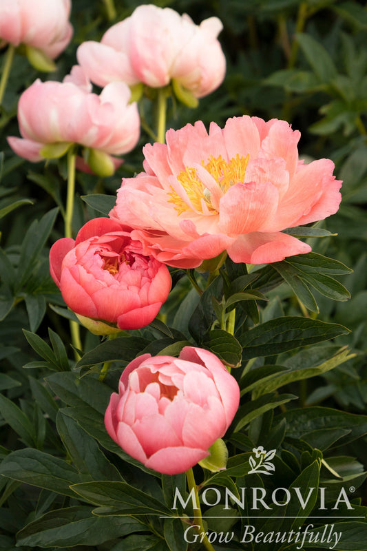 Paeonia | Pink Hawaiian Coral Garden Peony - 2 Gallon