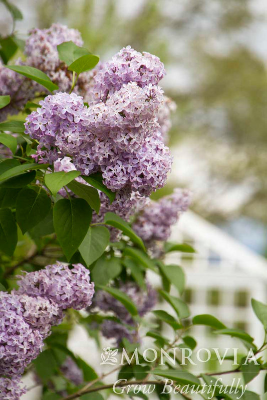 Syringa | Purple Common Lilac