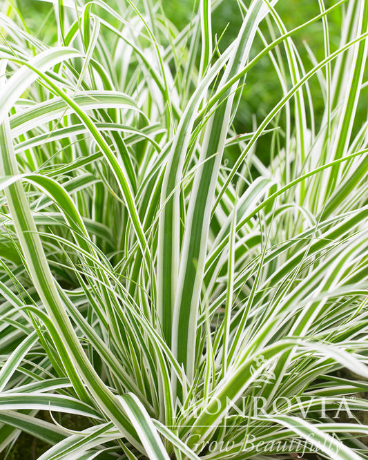 Carex | EverColor Sedge