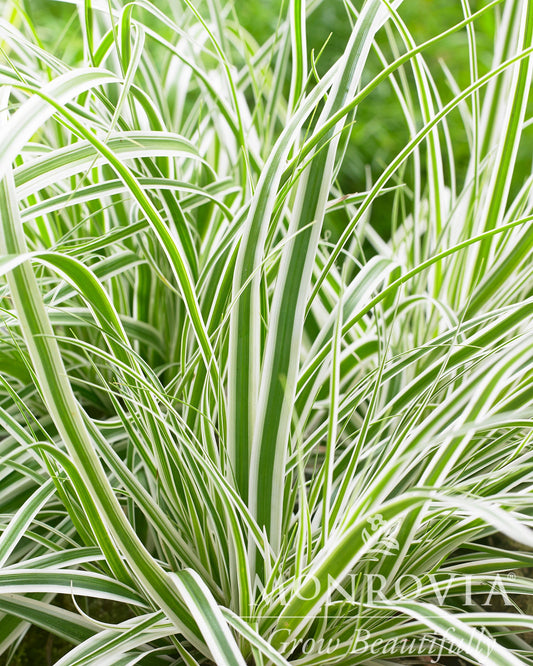 Carex | EverColor Sedge | Everest - 1 Gallon