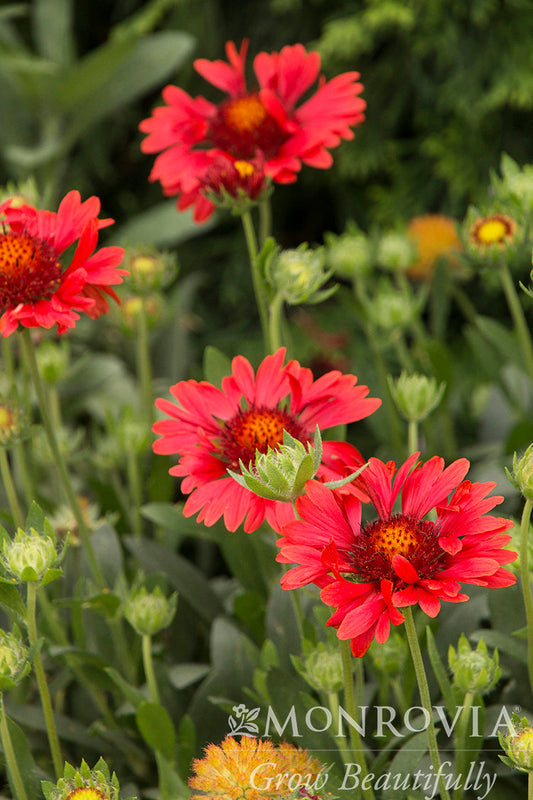 Gaillardia | Sunset Blanket Flower | Celebration - 1 Gallon