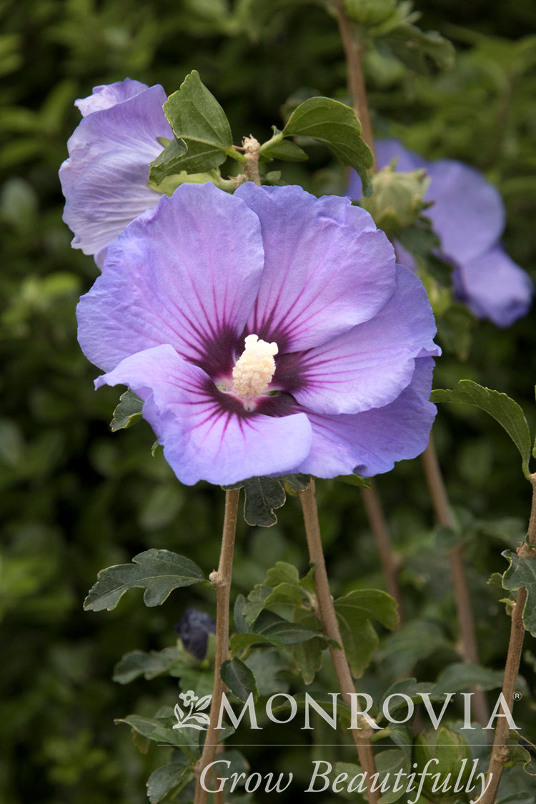 Hibiscus | Chateau de Versailles Rose of Sharon - 2 Gallon