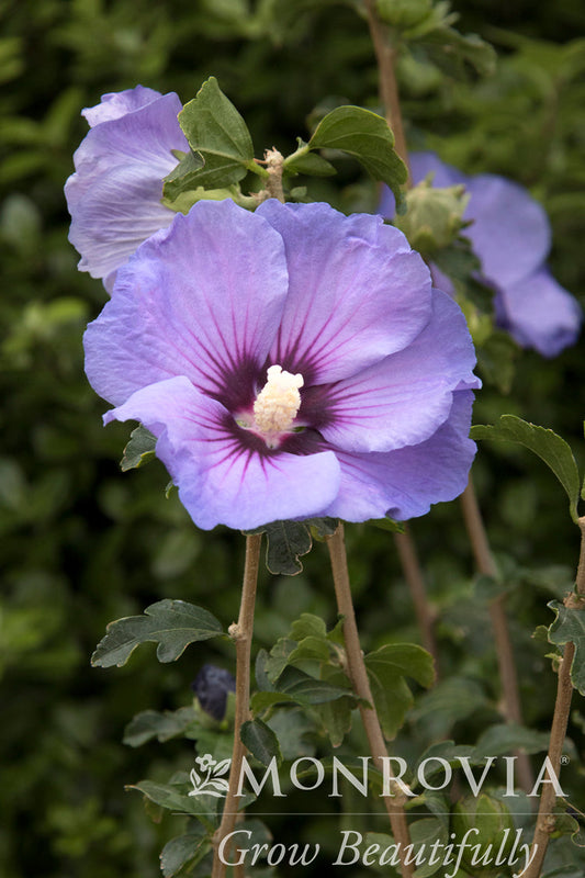 Hibiscus | Chateau de Versailles Rose of Sharon - 2 Gallon