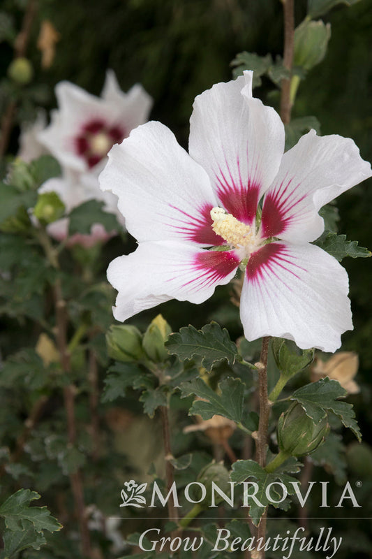 Hibiscus | Chateau de Chantilly Rose of Sharon - 2 Gallon
