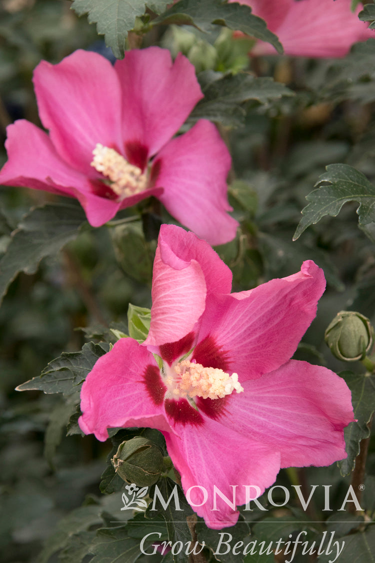 Hibiscus | Chateau de Chambord Rose of Sharon