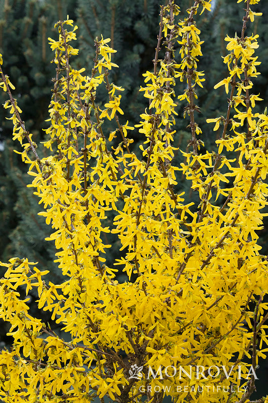 Forsythia | Springshine Forsythia