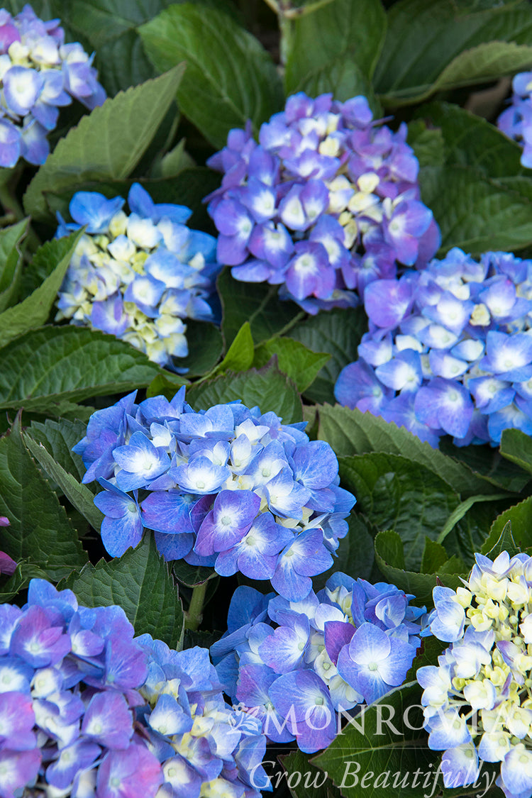 Hydrangea | Cape Cod Bigleaf Hydrangea - 2 Gallon