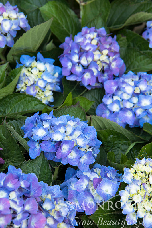 Hydrangea | Cape Cod Bigleaf Hydrangea - 2 Gallon
