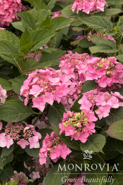 Hydrangea | Outer Banks Bigleaf Hydrangea