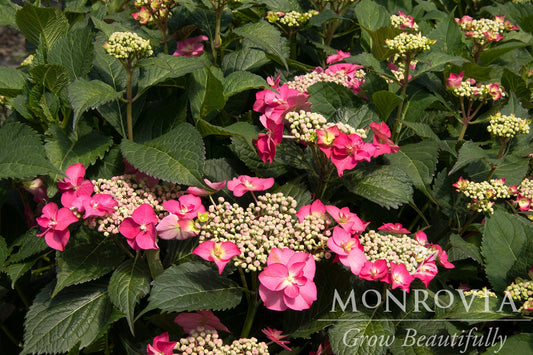 Hydrangea | Cape May Mountain Hydrangea - 5 Gallon