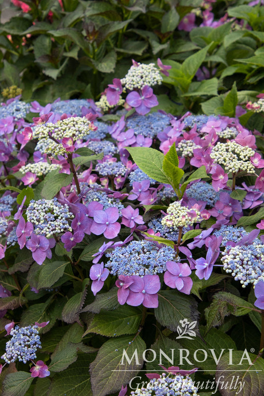 Hydrangea | Cape May Mountain Hydrangea - 2 Gallon