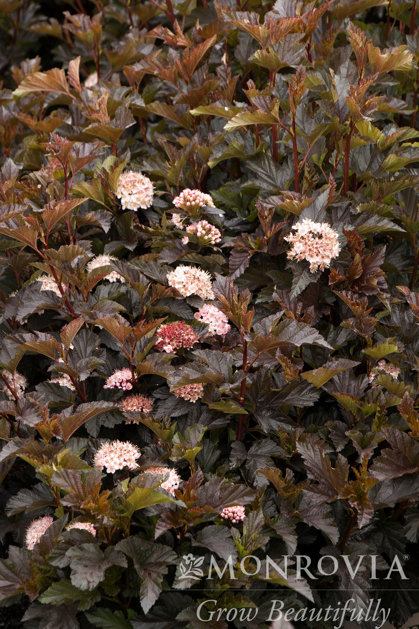 Physocarpus | Petite Plum Ninebark - 2 Gallon