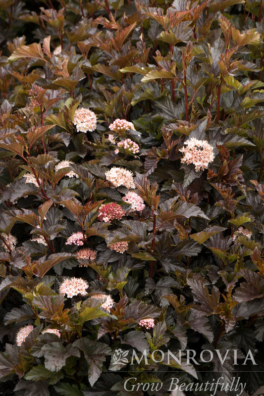 Physocarpus | Petite Plum Ninebark - 2 Gallon