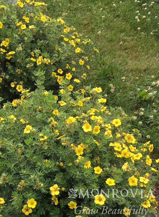 Potentilla | CheeseHead Potentilla