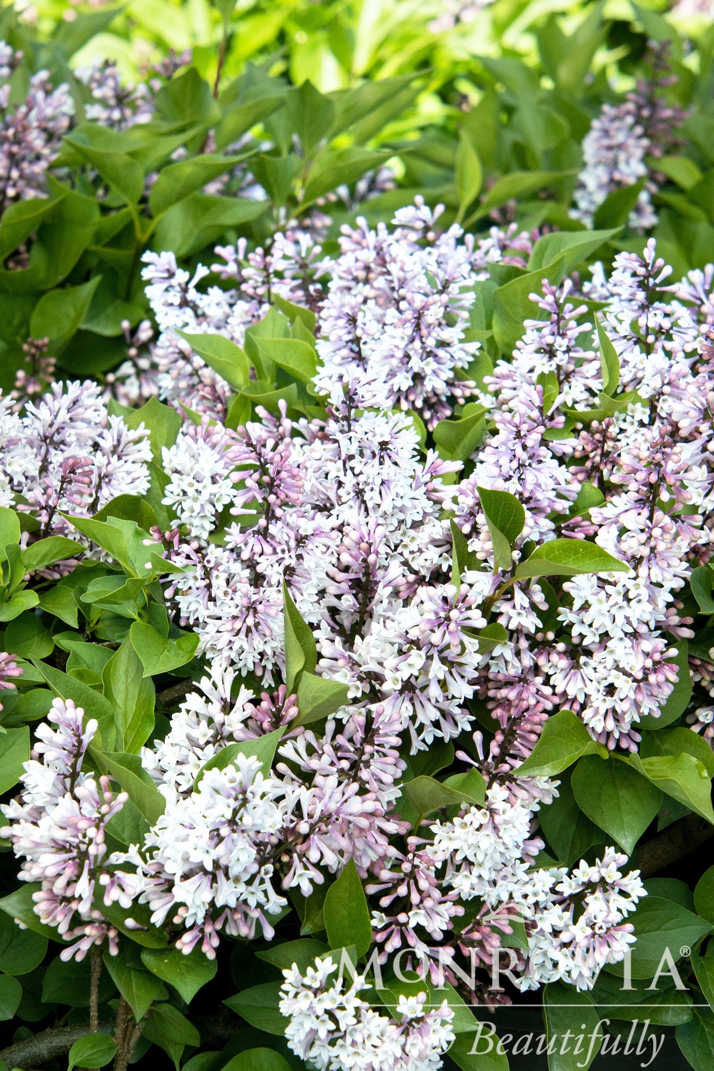 Syringa | Little Darling Lilac - 2 Gallon