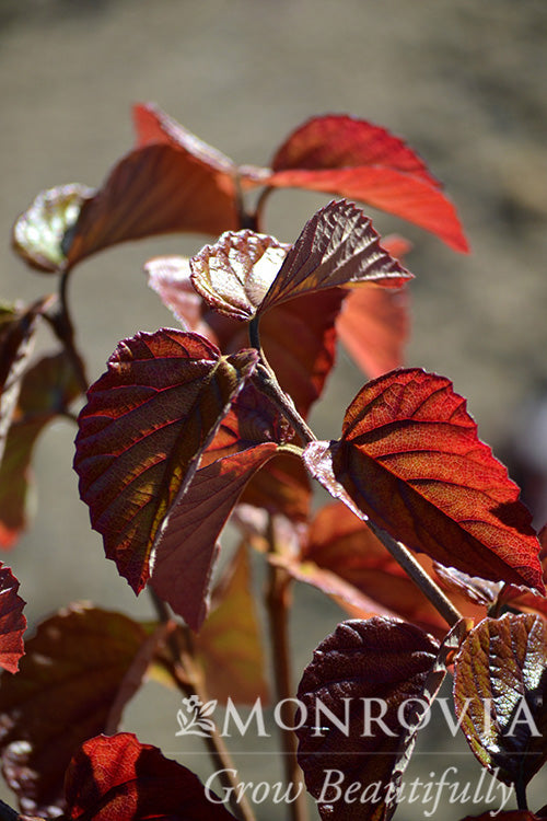 Viburnum | Sparkler Arrowwood Viburnum - 5 Gallon