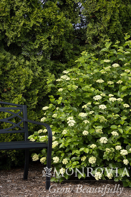 Viburnum | Sparkler Arrowwood Viburnum - 2 Gallon