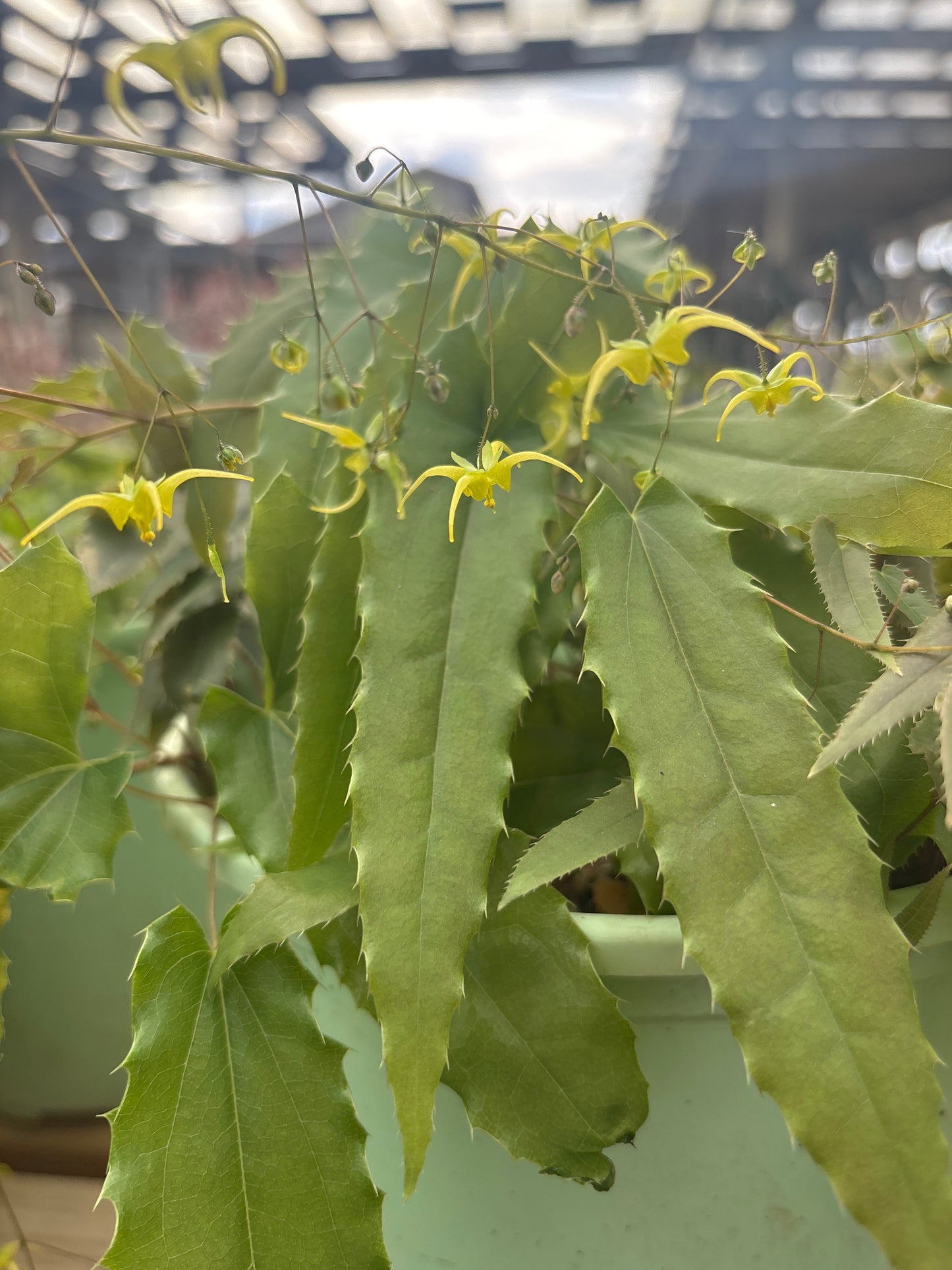 Epimedium | Spine Tingler Barrenwort - 1 Gallon