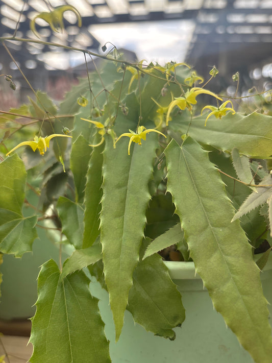Epimedium | Spine Tingler Barrenwort - 1 Gallon