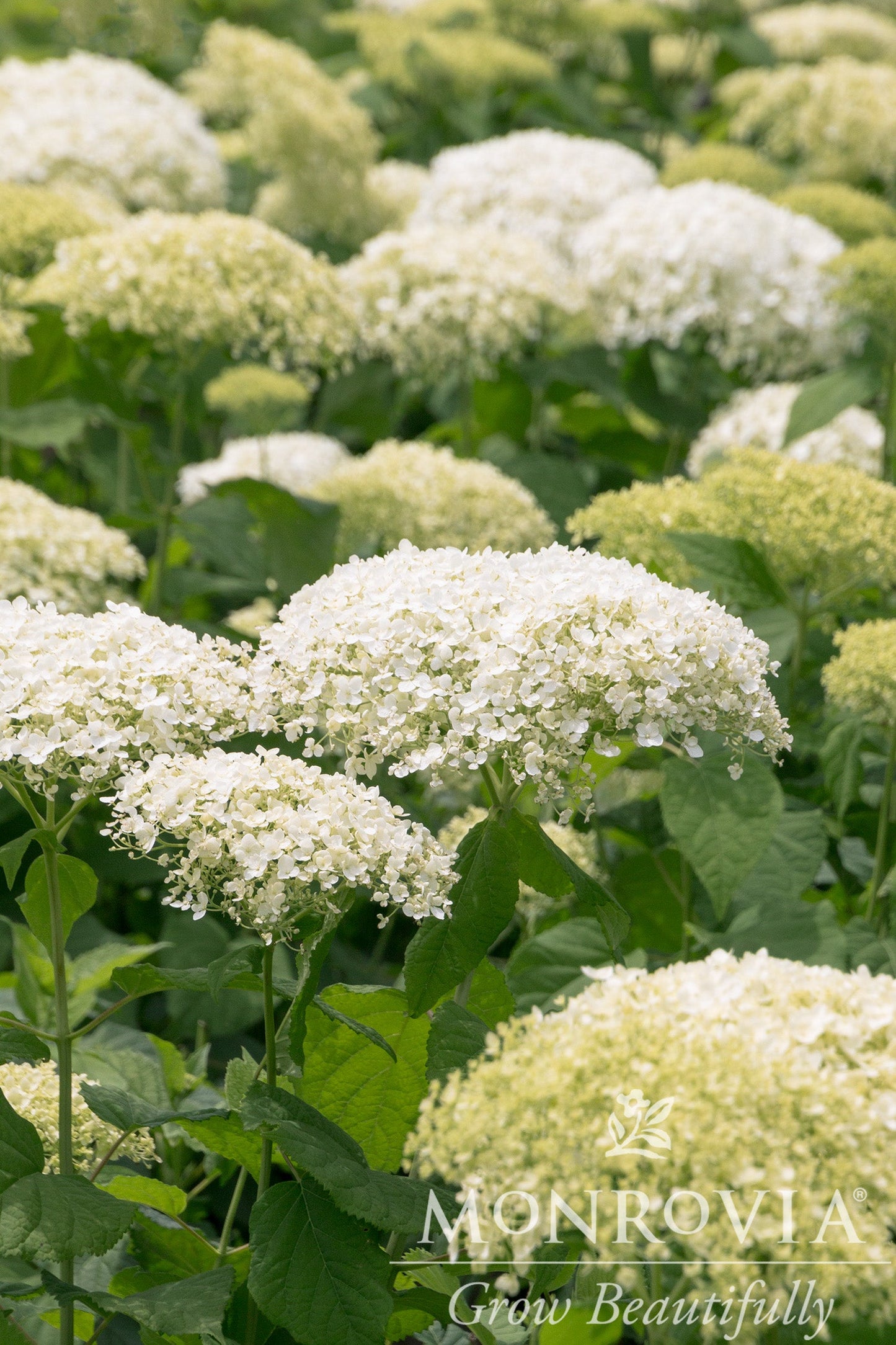 Hydrangea | Bar Harbor Smooth Hydrangea - 5 Gallon