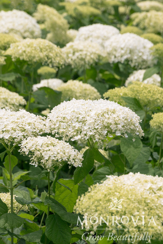 Hydrangea | Bar Harbor Smooth Hydrangea - 5 Gallon