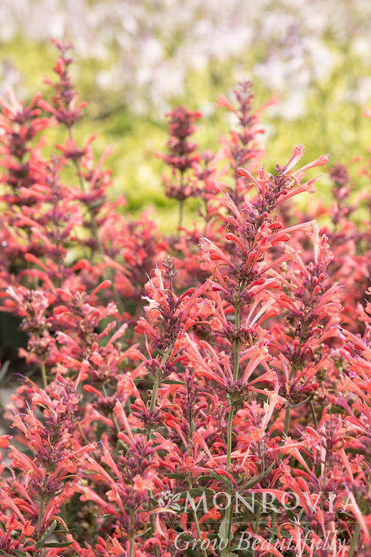 Agastache | Kudos Hummingbird Mint | Ambrosia - 1 Gallon