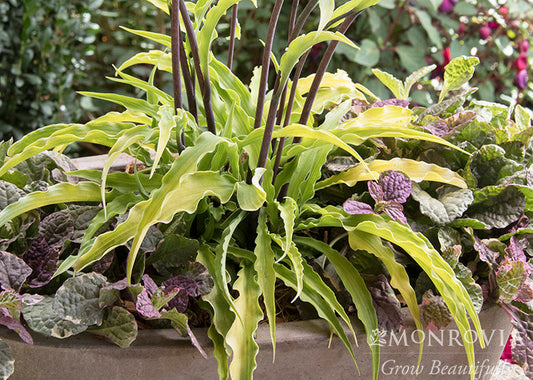 Hosta | Curly Fries Hosta - 1 Gallon