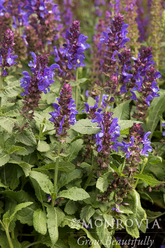 Salvia | Blue Marvel Meadow Sage
