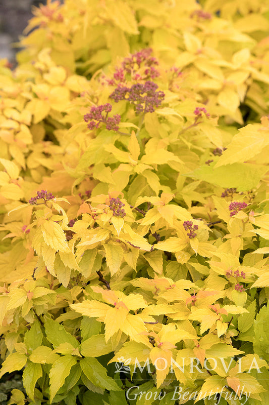 Spiraea | Lil' Sizzle Spirea - 2 Gallon