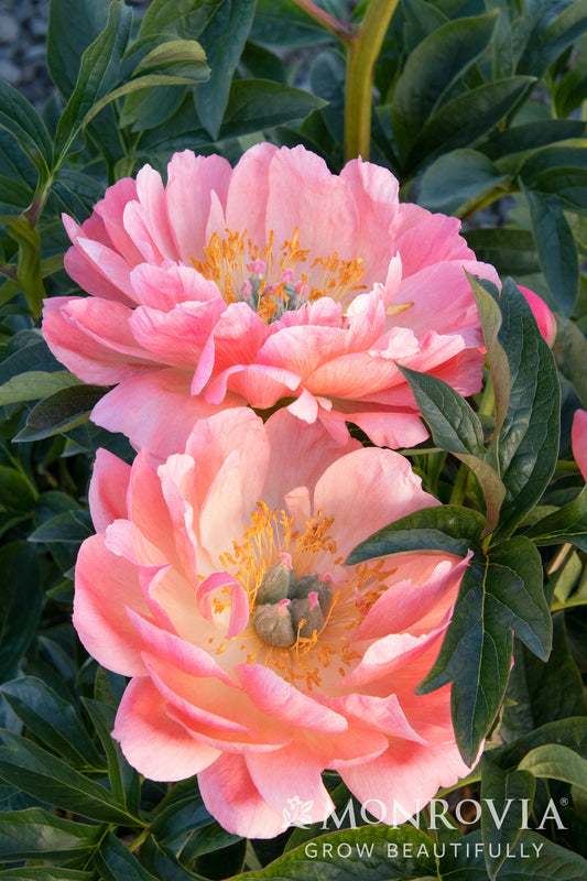 Paeonia | Coral Charm Peony - 2 Gallon