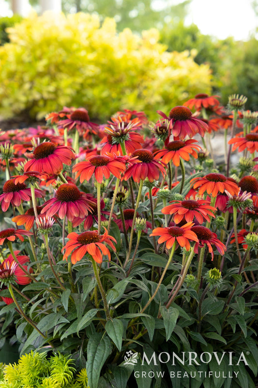 Echinacea | Evolution Coneflower | Fiesta - 1 Gallon