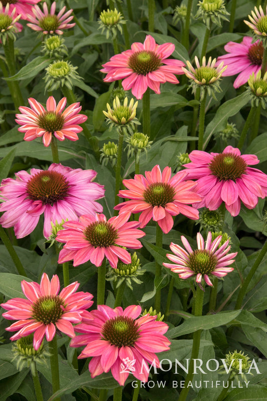 Echinacea | Evolution Coneflower | Colorific - 1 Gallon