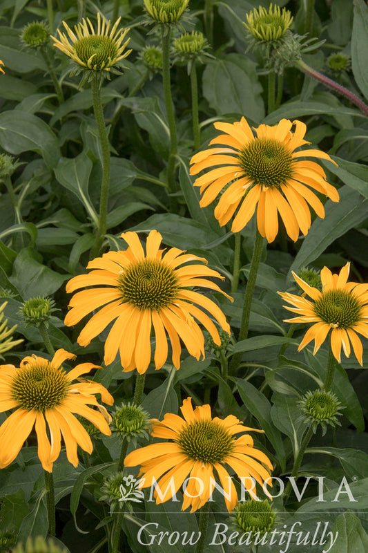 Echinacea | Evolution Coneflower | Yellow Falls - 1 Gallon