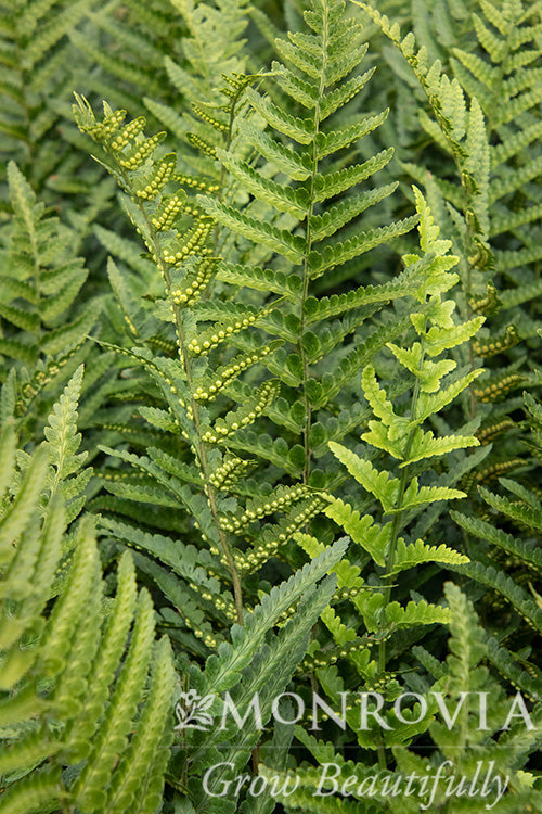 Dryopteris | T-Rex Tokyo Wood Fern - 1 Gallon