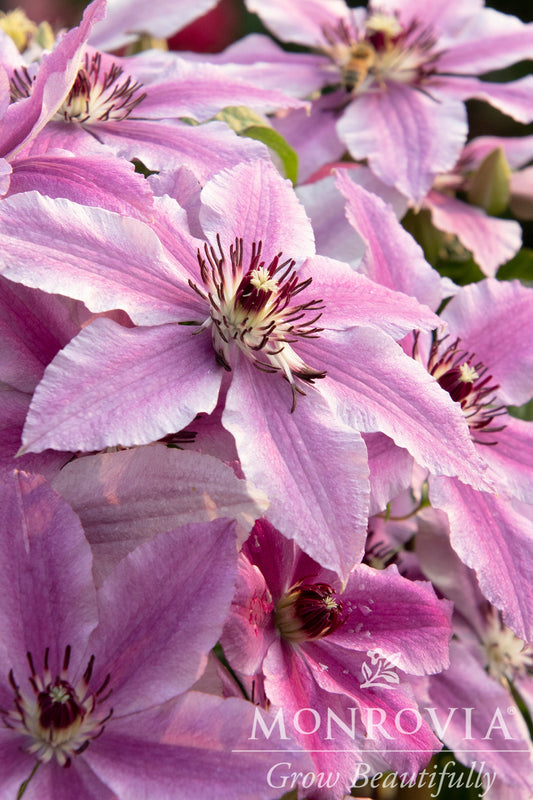 Clematis | Boulevard Clematis | Cherokee - 2 Gallon