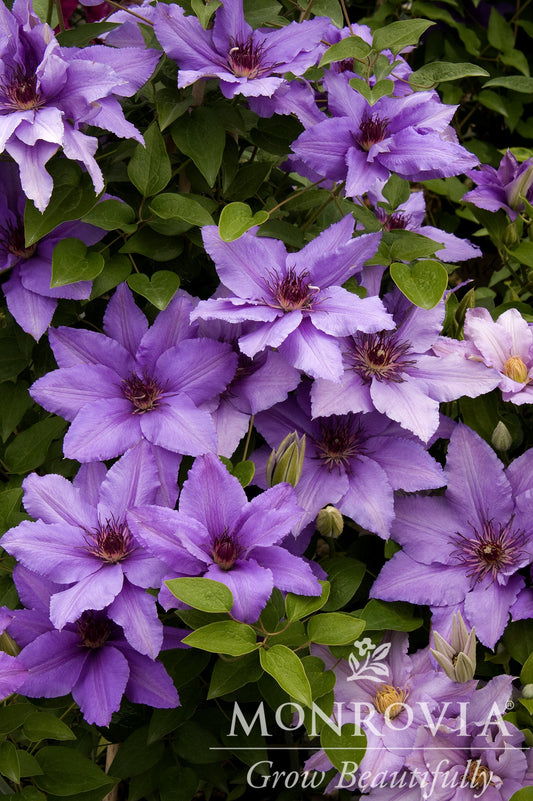 Clematis | Parisienne Clematis - 1 Gallon