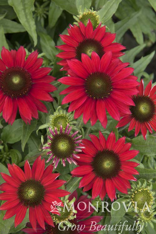 Echinacea | Sombrero Coneflower | Baja Burgundy - 1 Gallon