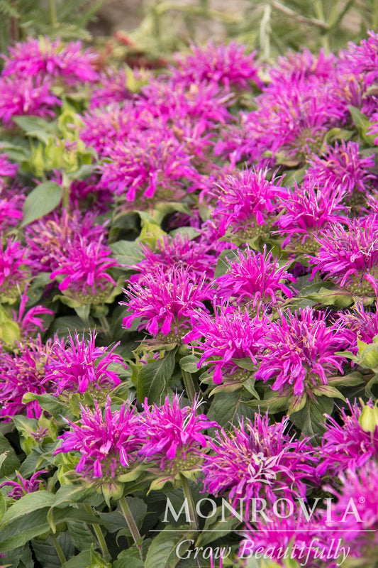 Monarda | Balmy Bee Balm | Lilac - 1 Gallon