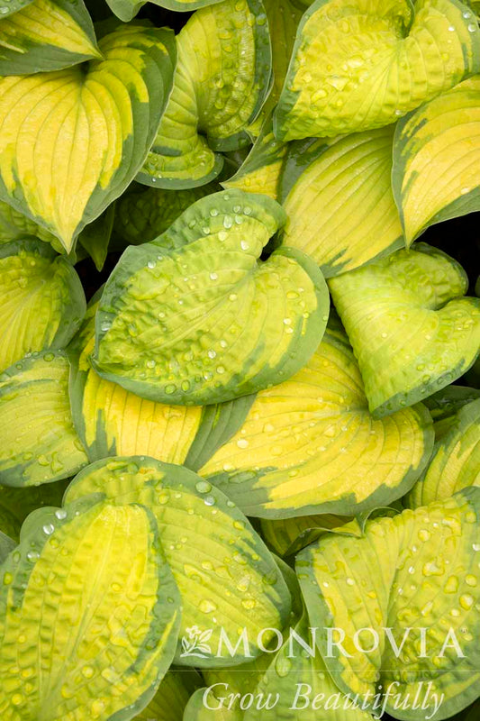 Hosta | Brother Stefan Hosta - 1 Gallon