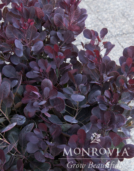 Cotinus | Lilla Smokebush - 2 Gallon