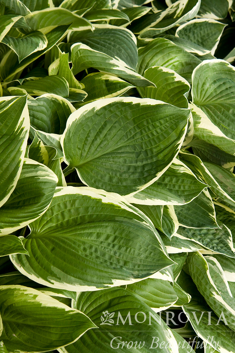 Hosta | Francee Hosta