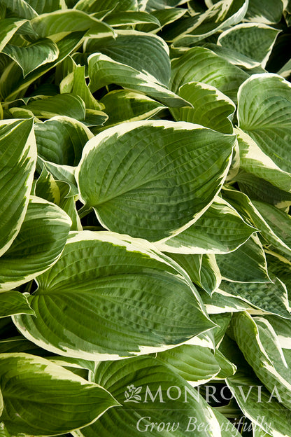 Hosta | Francee Hosta