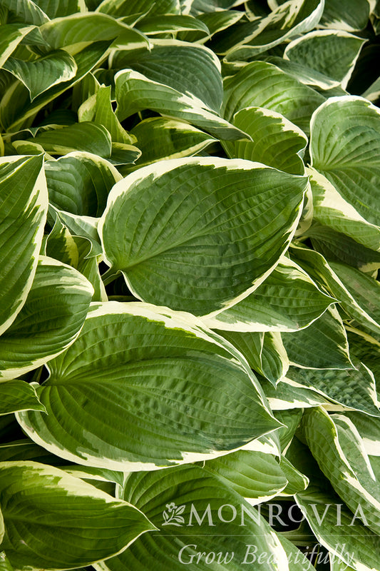 Hosta | Francee Hosta